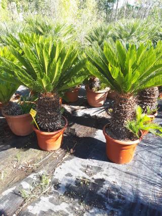 Fleuriste Provence Végétaux 0