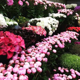 Fleuriste Hall Fleurs 0