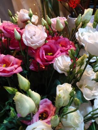 Fleuriste Fleurs Toutes Couleurs 0