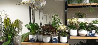 Fleuriste Monceau Fleurs 0