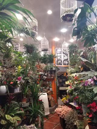 Fleuriste Aflorelia 1