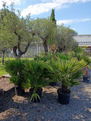 Fleuriste Piscines de France - Alsacienne de Paysage - Constructeur de piscine et Paysagiste 0