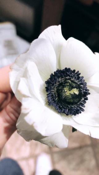 Fleuriste Nymphéas 0