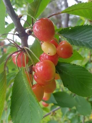 Fleuriste Pépinière Passiflore 0