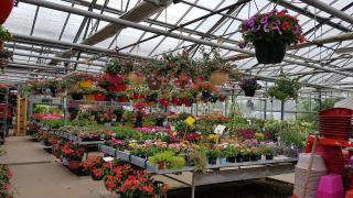 Fleuriste Plantes Avenir 0