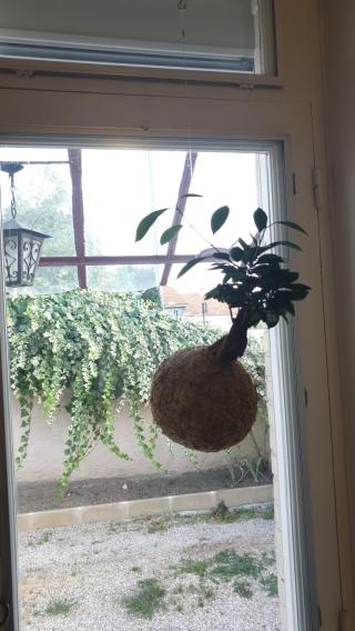 Fleuriste KOKEDARIUM 0