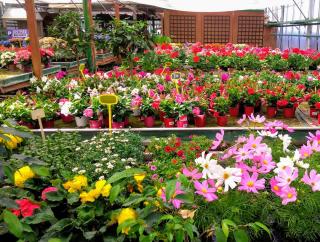 Fleuriste Delahaye Edith Fleuriste 0