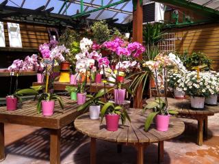 Fleuriste Delahaye Edith Fleuriste 0