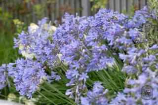 Fleuriste Souche & Co 0