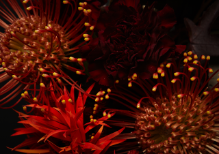 Fleuriste saison studio 0