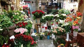 Fleuriste Sabot de Vénus 0