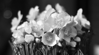 Fleuriste Aubépine Créations Fleuriste 1