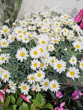 Fleuriste Autour Des Sens 0