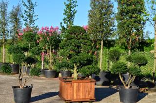 Fleuriste Fleurs et Passion 0