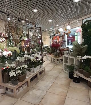 Fleuriste Tropix Illkirch-Graffenstaden 1