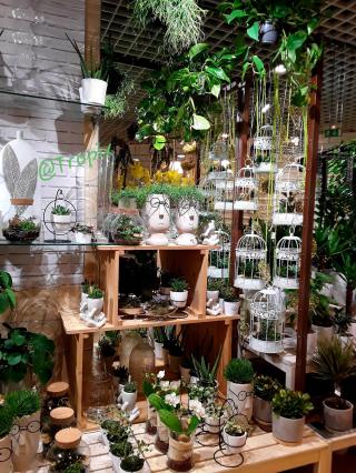 Fleuriste Tropix Illkirch-Graffenstaden 0