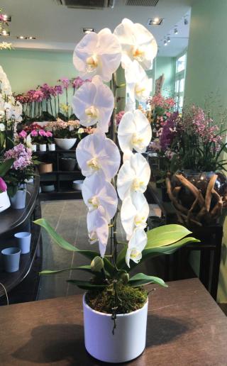 Fleuriste Sylvain Georges orchidéiste 1