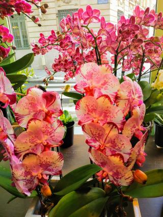 Fleuriste Sylvain Georges orchidéiste 0