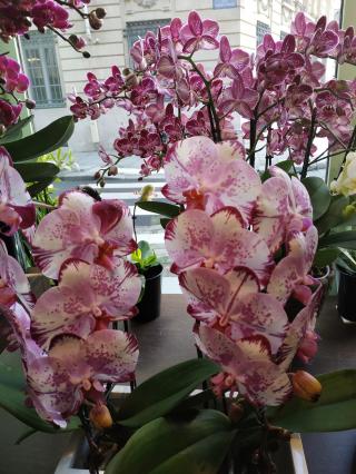 Fleuriste Sylvain Georges orchidéiste 0