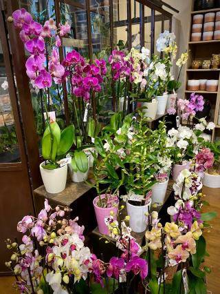 Fleuriste Passiconia 0