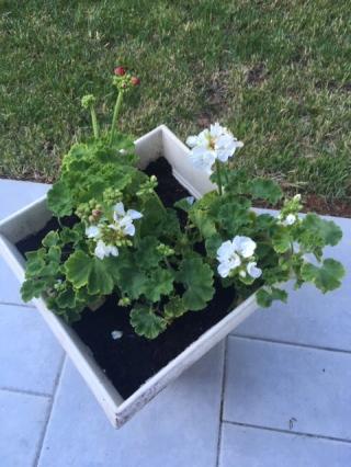 Fleuriste La Maison Du Fleuriste 2