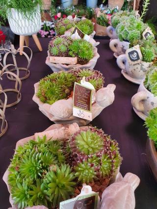 Fleuriste Le sabot de venus 0