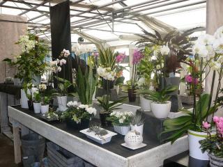 Fleuriste Tournet Horticulture 0