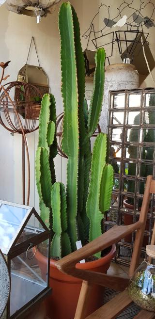 Fleuriste Il Giardino 0