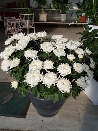 Fleuriste Mary Fleurs 0