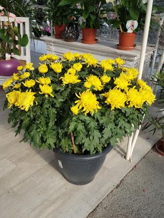 Fleuriste Mary Fleurs 0