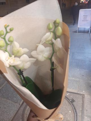 Fleuriste Maison Fleurus 0