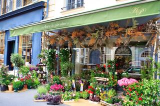 Fleuriste Arbre à pivoines 0