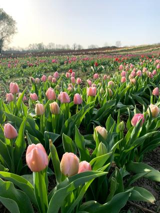 Fleuriste Les serres de Misery - producteur de fleurs coupées en Essonne 1