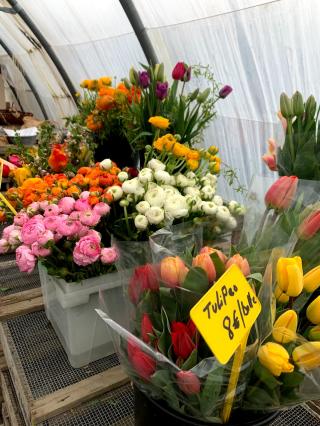 Fleuriste Les serres de Misery - producteur de fleurs coupées en Essonne 2