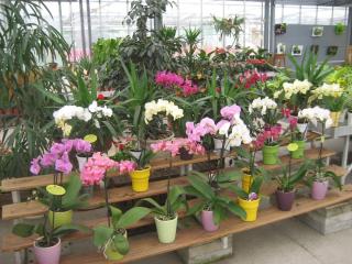 Fleuriste Les Serres De Perrigny 0