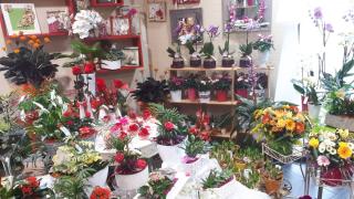 Fleuriste Sarl Capucine 0