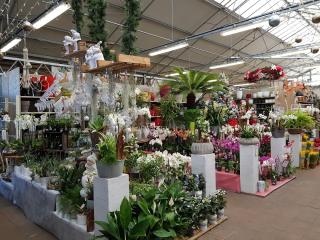 Fleuriste botanic Montbrison 0