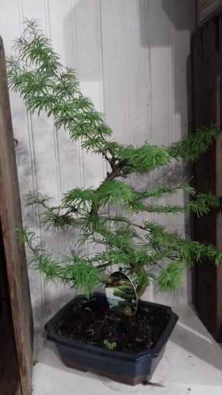 Fleuriste Au Lilas GERBAUDO 0