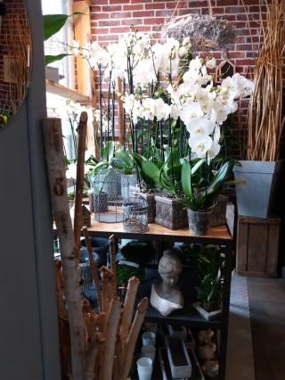 Fleuriste Le Jardin de Raphael 2