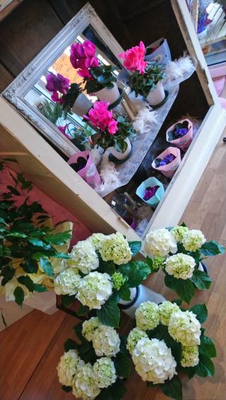 Fleuriste La Pivoine 0