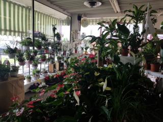 Fleuriste Floralur 0