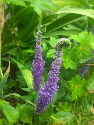Fleuriste Horticulture Brustier 0