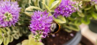 Fleuriste Les Serres du Canal à ARGELIERS 0
