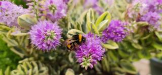 Fleuriste Les Serres du Canal à ARGELIERS 2