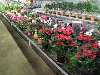 Fleuriste Fleurs de la Madeleine Goyer 1