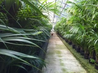 Fleuriste Locaplantes Prestations 0