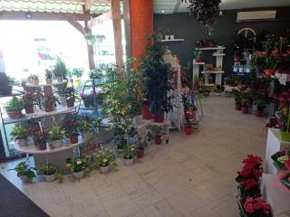 Fleuriste Aux 4 Lys - Florajet - Carmaux - Mondial Relay 2