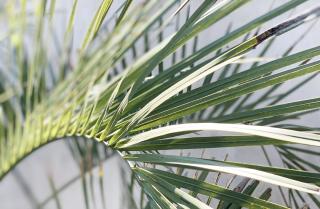 Fleuriste Vegetal Story 0