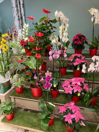 Fleuriste Le Jardin des Fleurs 0