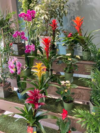 Fleuriste Le Jardin des Fleurs 0